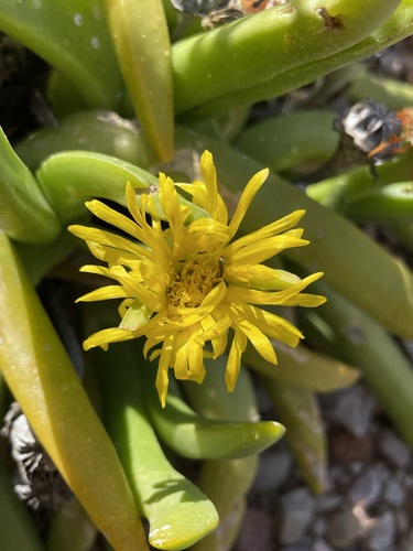 Image of Royal Tonguefig (Glottiphyllum regium) by (c) Matt Berger, some rights reserved (CC BY)