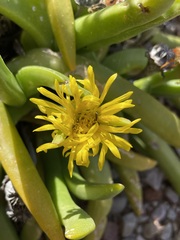 Glottiphyllum regium