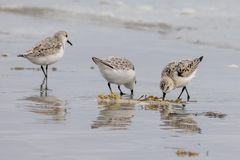 Calidris alba