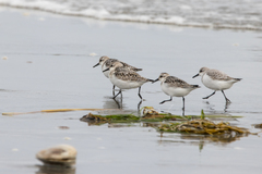 Calidris alba