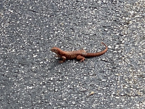Northern Curly-tailed Lizard, NW 27th Ave, Fort Lauderdale, FL, US, photo 5 of 10