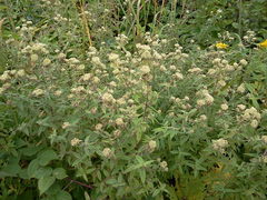 Pycnanthemum verticillatum