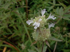 Pycnanthemum verticillatum