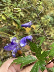 Aconitum degenii