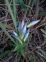 Gentiana puberulenta