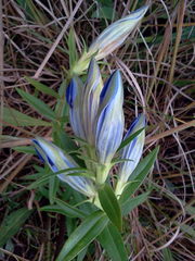 Gentiana puberulenta