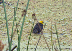 Chrysomus icterocephalus bogotensis