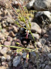 Pelargonium laxum