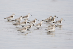 Calidris alba