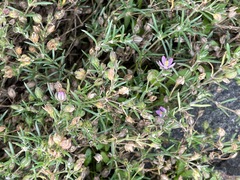 Spergularia macrotheca macrotheca
