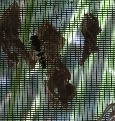 Horse Guard Wasp photo 5