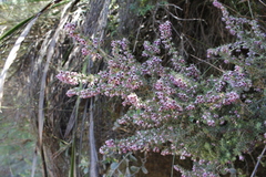 Erica setosa