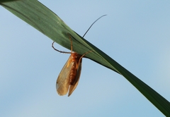 Limnephilus lunatus