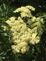Sambucus cerulea