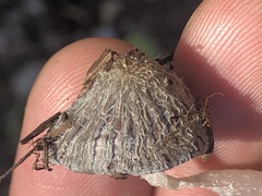 Coprinopsis lagopus