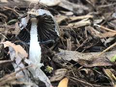 Coprinopsis lagopus