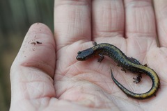 Plethodon angusticlavius