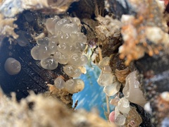 Molgula manhattensis