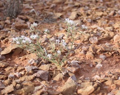 Ipomopsis gunnisonii