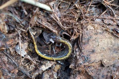Plethodon angusticlavius