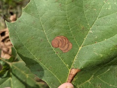 Ectoedemia platanella group