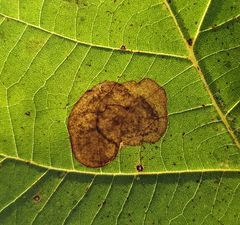 Ectoedemia platanella group