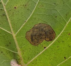 Ectoedemia platanella group