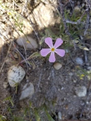 Phlox longifolia