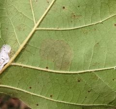 Ectoedemia platanella group