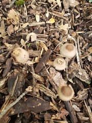 Parasola conopilea