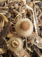 Parasola conopilea