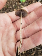Parasola conopilea