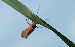 Limnephilus lunatus