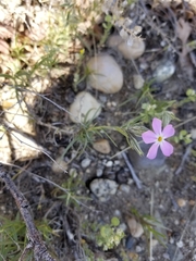 Phlox longifolia