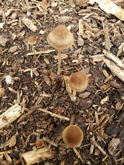 Parasola conopilea