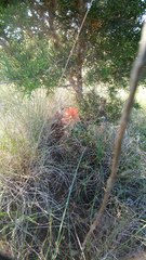 Castilleja lindheimeri