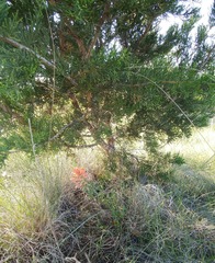 Castilleja lindheimeri