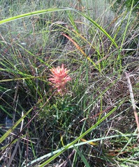 Castilleja lindheimeri
