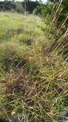 Castilleja lindheimeri