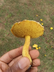 Suillus americanus