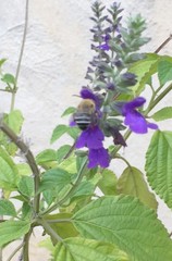 Anthophora californica