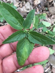 Rhynchosida physocalyx