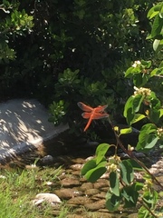 Libellula saturata