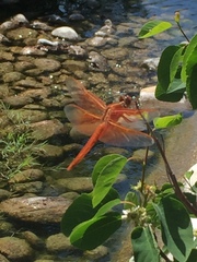 Libellula saturata