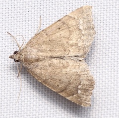 Focillidia