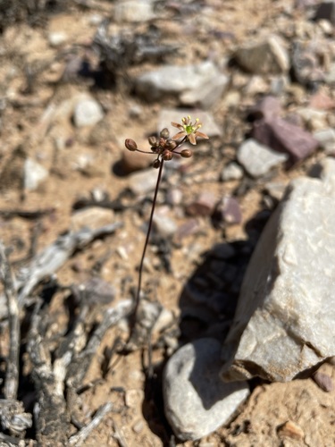 Austronea vermiformis