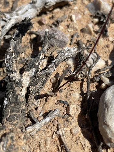 Austronea vermiformis