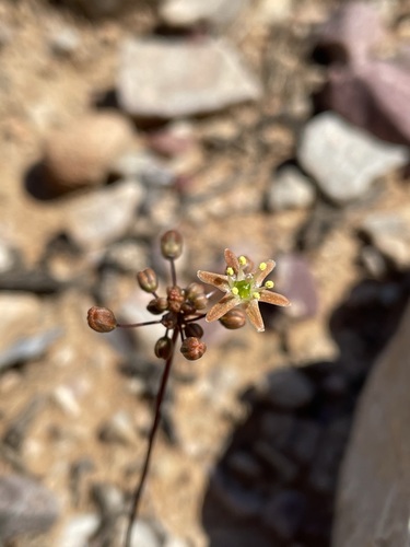 Austronea vermiformis