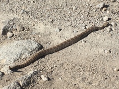 Crotalus stephensi