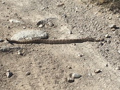 Crotalus stephensi